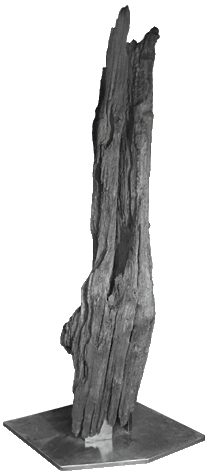 Mooreiche Stamm