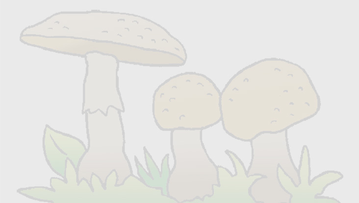 Zeichnung_Pilze